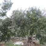 Masline