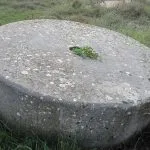 Masline